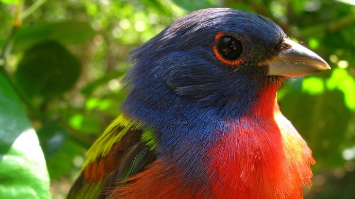 Aufforstung Omotepe Island, Nicaragua.