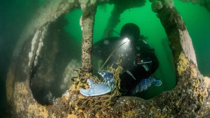 Tauchexpedition zur Meeresreinigung: Bruine Bank, Niederlande.