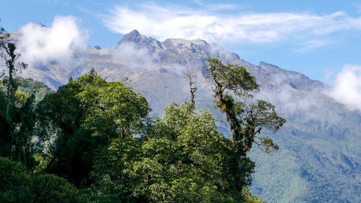 Rettung des Brillenbärs, Ecuador.