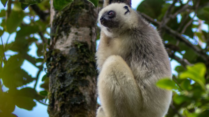 Conservation of the Silky Sifaka and Red-Ruffed Lemur, Madagascar