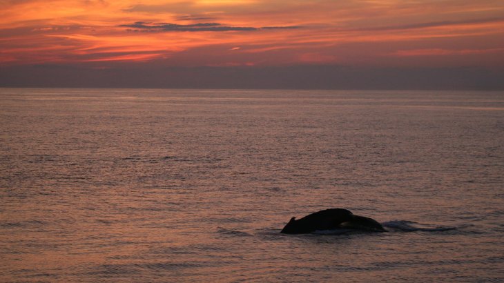 Humpback Whales in the Eastern Caribbean